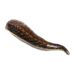 Пиявка медицинская < 0,6г