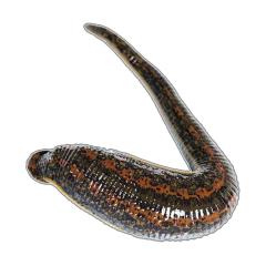 Пиявка медицинская от 0,6 до 2,0г